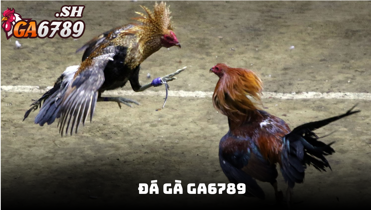 Giới thiệu về sảnh đá gà GA6789