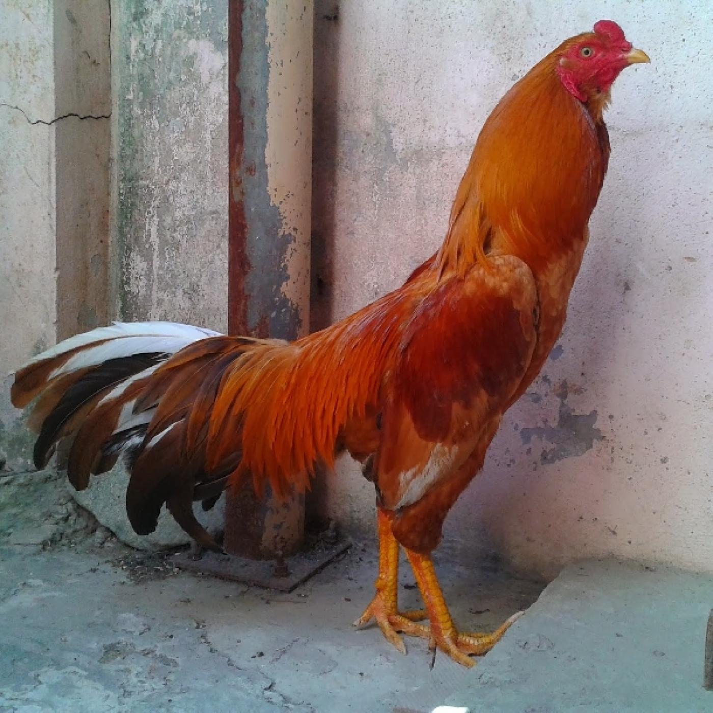Biện pháp phòng ngừa ké gà đá